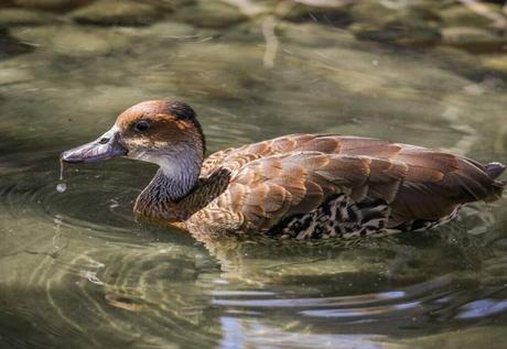 Notable Birdwatching Locations and Species in Turks and Caicos