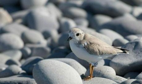 Turks and Caicos Birds (Endemic, Migratory & Resident) Migratory Birds in Turks and Caicos