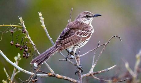Turks and Caicos Birds (Endemic, Migratory & Resident) FAQ