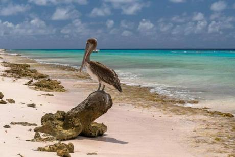 Turks and Caicos Birds (Endemic, Migratory & Resident) Resident Bird Species