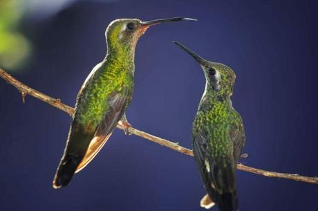 Turks and Caicos Birds (Endemic, Migratory & Resident) Endemic Bird Species