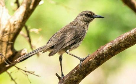 Turks and Caicos Birds (Endemic, Migratory & Resident) Introduction to the Avian Diversity