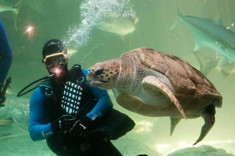 Thrilling Encounters with Marine Life