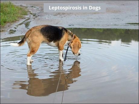 Leptospirosis in Dogs- Natural Cure with Herbal Remedies