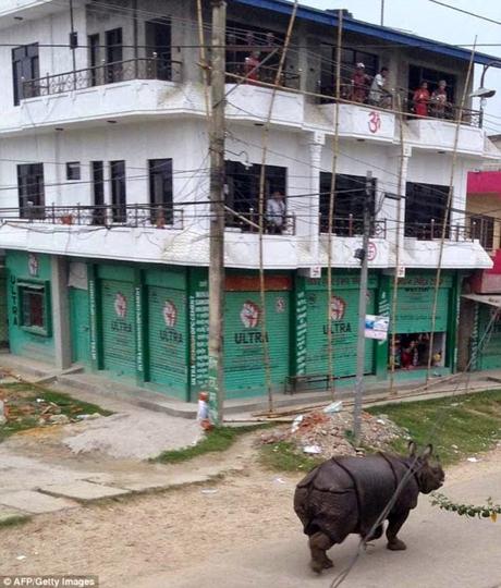 encounters on road .... this time a rhino on loose in Nepal