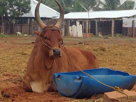 Kangeyam Kaalaigal and the only woman bull keeper in Tamil Nadu