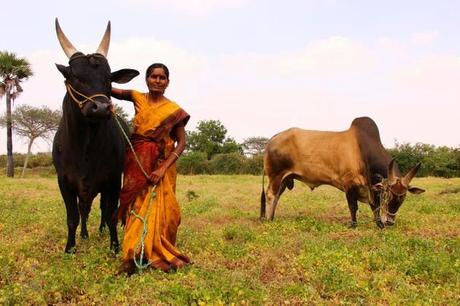 Kangeyam Kaalaigal and the only woman bull keeper in Tamil Nadu