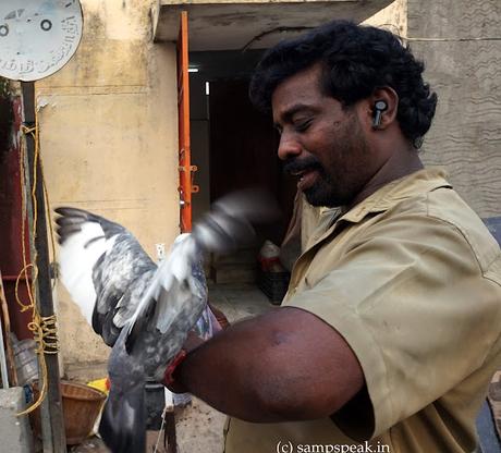 Pigeons love ! - Wise men say !  -  Only fools,   rush in !!