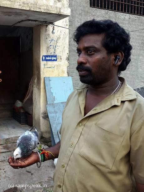 Pigeons love ! - Wise men say !  -  Only fools,   rush in !!