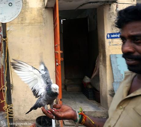 Pigeons love ! - Wise men say !  -  Only fools,   rush in !!