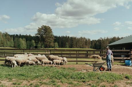 7 Challenges of Starting a Homestead