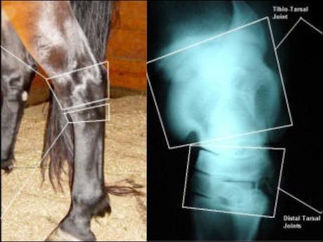 Diseases of Horses Affecting the Hock Joint- Treatment With Herbal Products