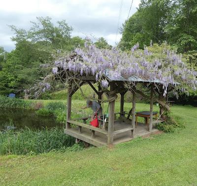 Wisteria Viewing