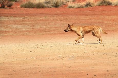 Young red kangaroos grow up quickly where hungry dingoes lurk