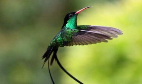 The Legend of the Doctor Bird Jamaica's national bird