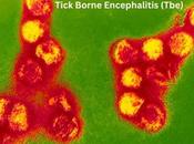 Tick Borne Encephalitis (Tbe)- Treatment With Herbal Products