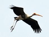 Birds Landing நாராய் செங்கால்