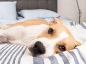 Lymphoma Dogs- Signs, Symptoms, Ayurvedic Treatment
