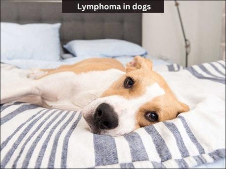 Lymphoma in Dogs- Signs, Symptoms, and Ayurvedic Treatment