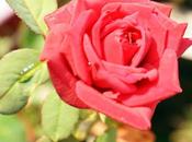 Life Beautiful Roses பட்டு வண்ண ரோசாவாம்