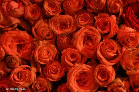 Life - beautiful roses - பட்டு வண்ண ரோசாவாம்  !!