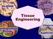Tissue Engineering Breakthroughs: Solutions Defects Disorders