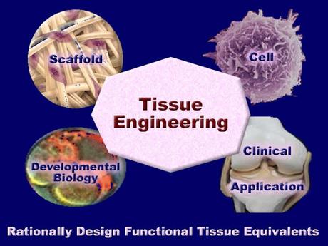 Tissue Engineering Breakthroughs: Engineering Solutions For Tissue Defects And Disorders