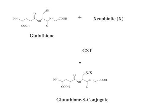 Unlocking The Power Of Glutathione: The Ultimate Antioxidant For Health