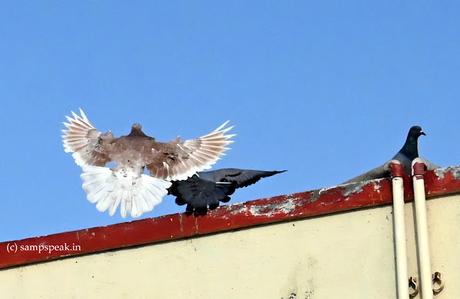 Pallu - dilscoop ....... ... and more !! Pallu - dilscoop ....... ... and more !!