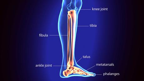 Fibula fracture