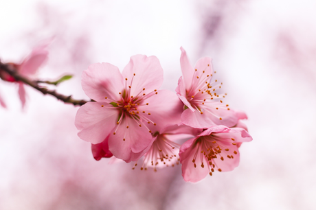 Embracing the Magic of Cherry Blossoms: A Personal Journe...
