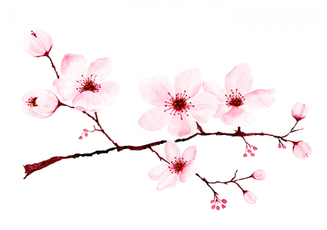 Embracing the Magic of Cherry Blossoms: A Personal Journe...