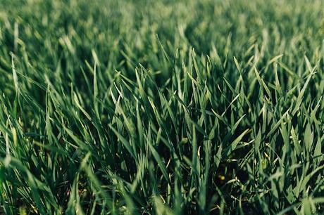 Produces lighter green, drought-resistant turf grass!