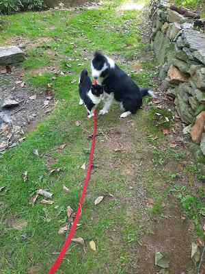 Sisters From Different Mothers