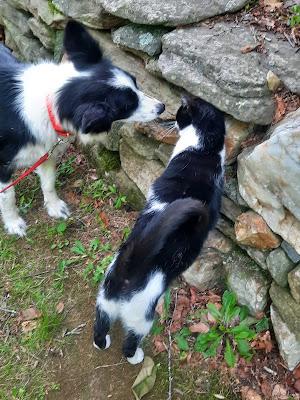 Sisters From Different Mothers