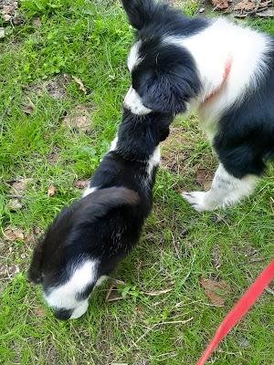 Sisters From Different Mothers