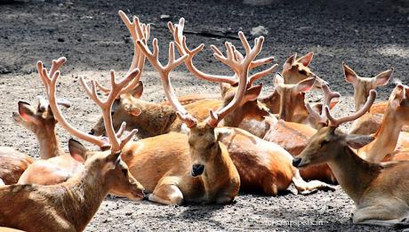 Deer horn fight !   -   Antlers !!!