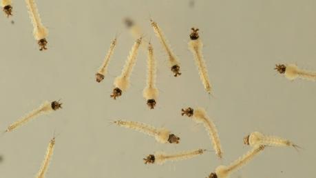 No reduction in density of dengue mosquito larvae  – Entomologists