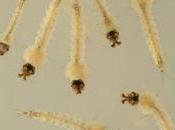 Reduction Density Dengue Mosquito Larvae Entomologists