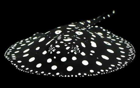 Freshwater Polka Dot Stingray – $100000