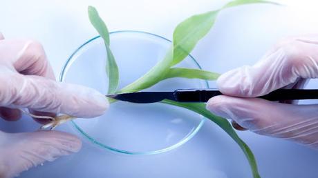 Plant Tissue Analysis Market