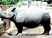 Virat, Big, Strong Aggressive