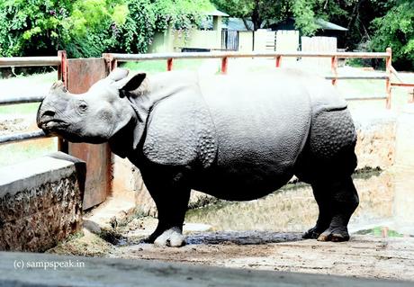 Virat, big, strong ! - aggressive !! Virat, big, strong ! - aggressive !!