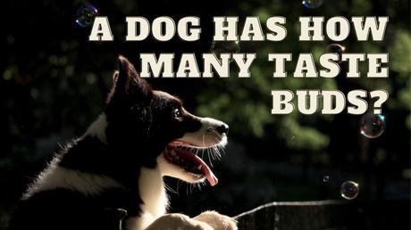 Fascinating Dog Trivia for Kids (30 Questions for Dog Lovers)
