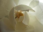 Magnificent Magnolia