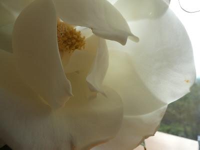 Magnificent Magnolia