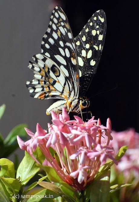 Jallikattu opening - எந்த பூவிலும் வாசம் உண்டு
