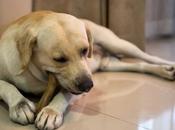 Treat Spondylosis Deformans Dogs Through Ayurveda