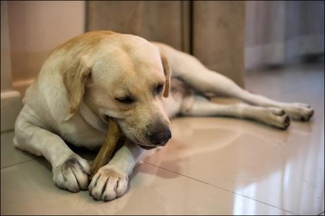 How to Treat Spondylosis Deformans in Dogs Through Ayurveda