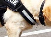 Kandy Canine ‘Charlie’ Sniffs Robber’s House